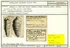 Karteikarte zum Holotyp von Gaudryina capitata Stache, 1864
